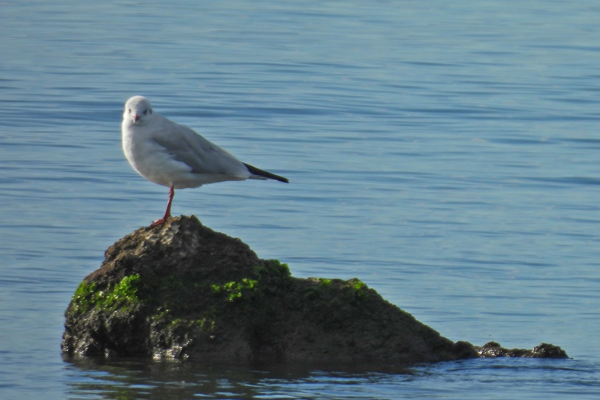 Slender-billed Gull - ML644432396