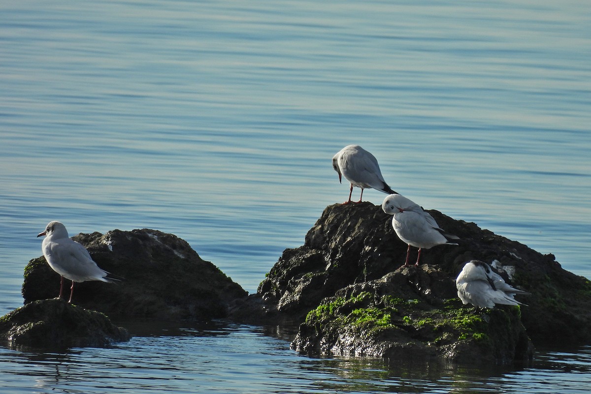 Slender-billed Gull - ML644432397