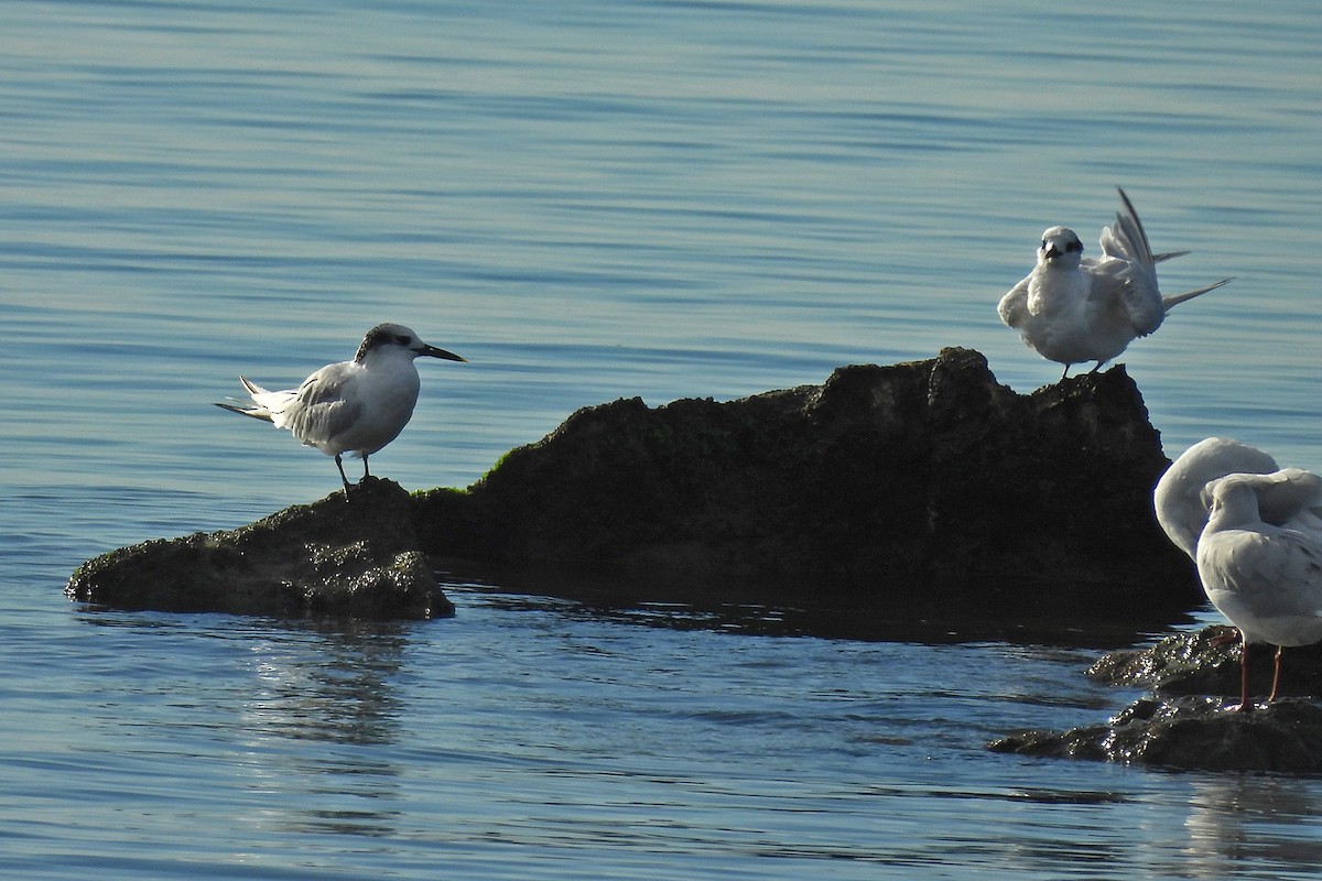 Sandwich Tern - ML644432407