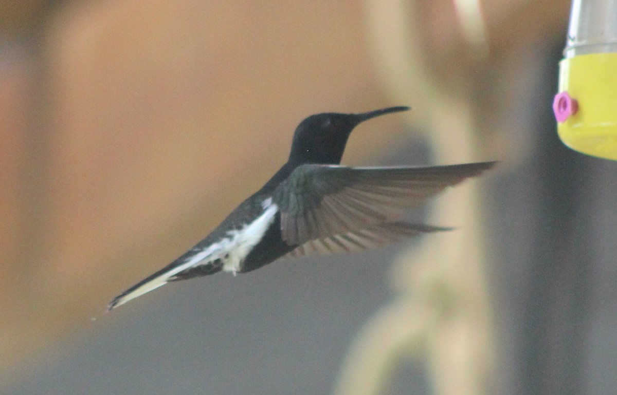 Black Jacobin - ML644432413