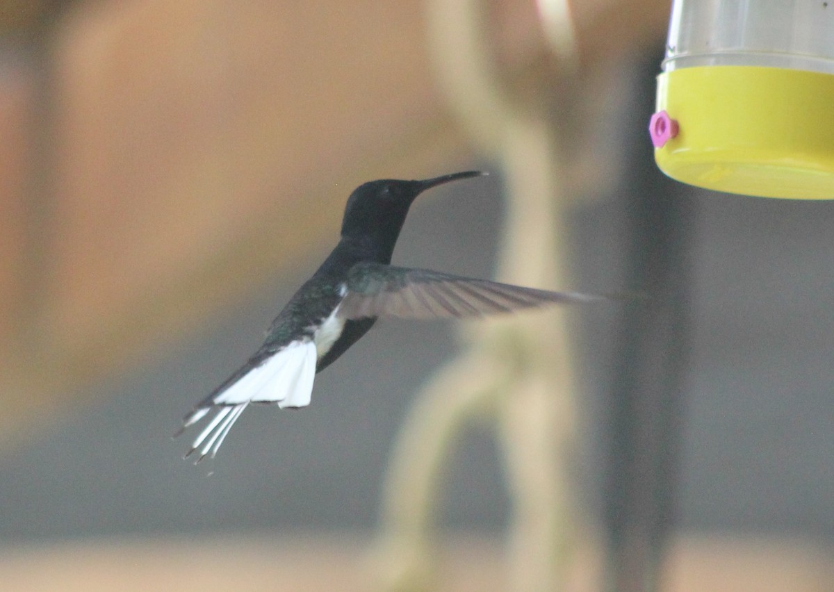 Black Jacobin - ML644432414