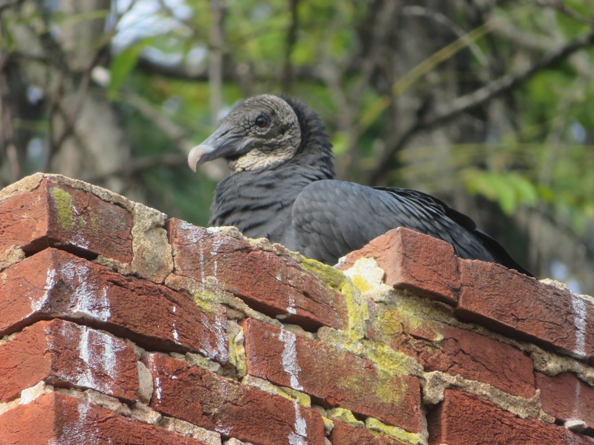 Black Vulture - ML644432417