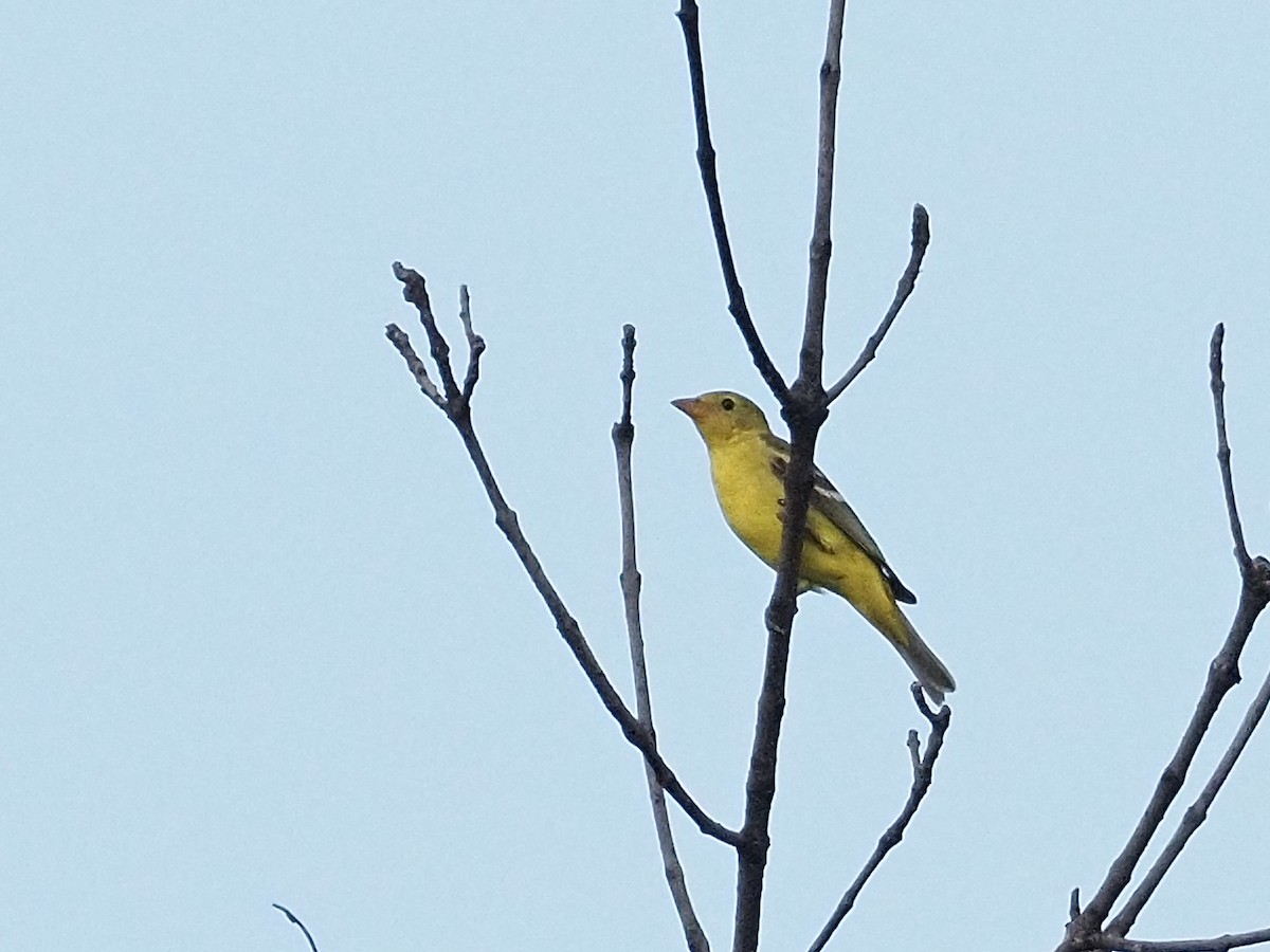 Желтоплечая пиранга - ML644432418