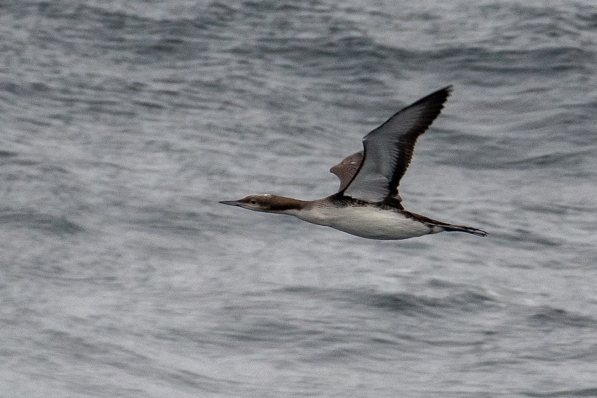 Pacific Loon - ML644432419