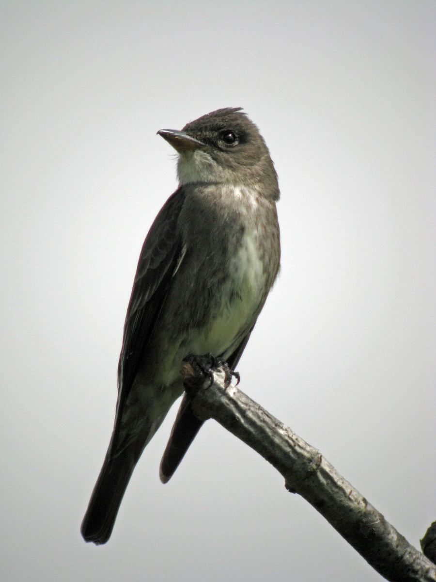 Olive-sided Flycatcher - ML644432426