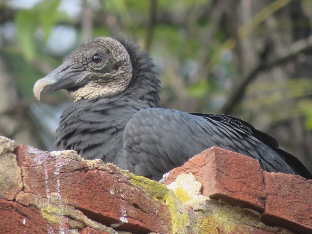 Black Vulture - ML644432439