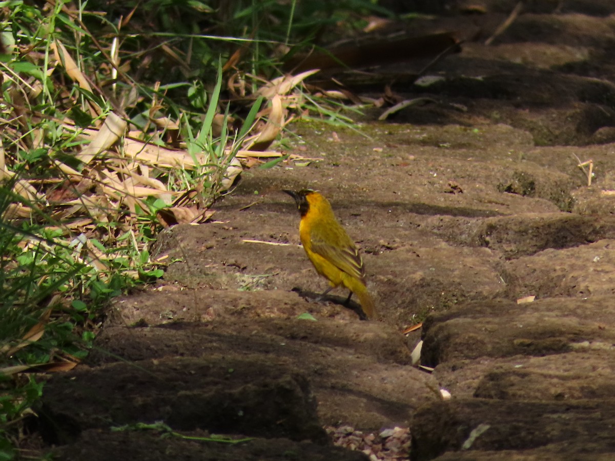 İnce Gagalı Dokumacı - ML644432441