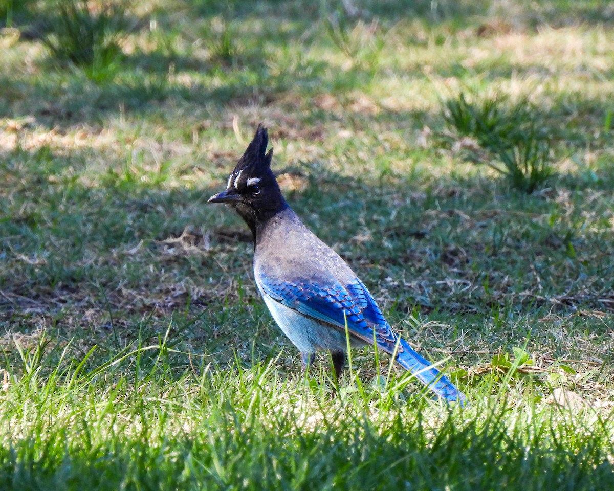 Steller's Jay - ML644432456