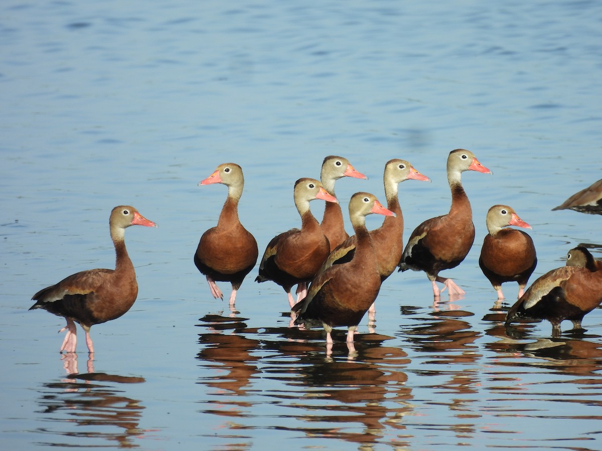 Black-bellied Whistling-Duck - ML644432459