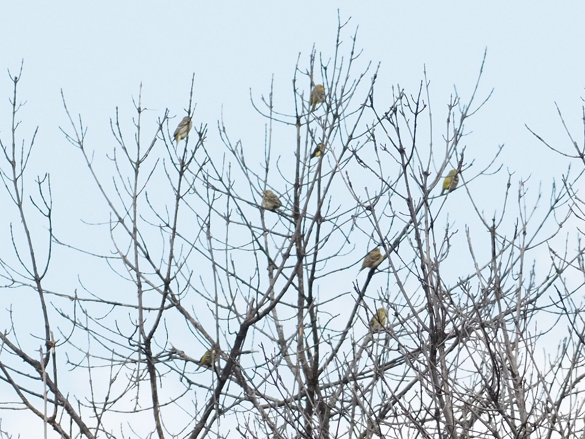 Желтоплечая пиранга - ML644432465