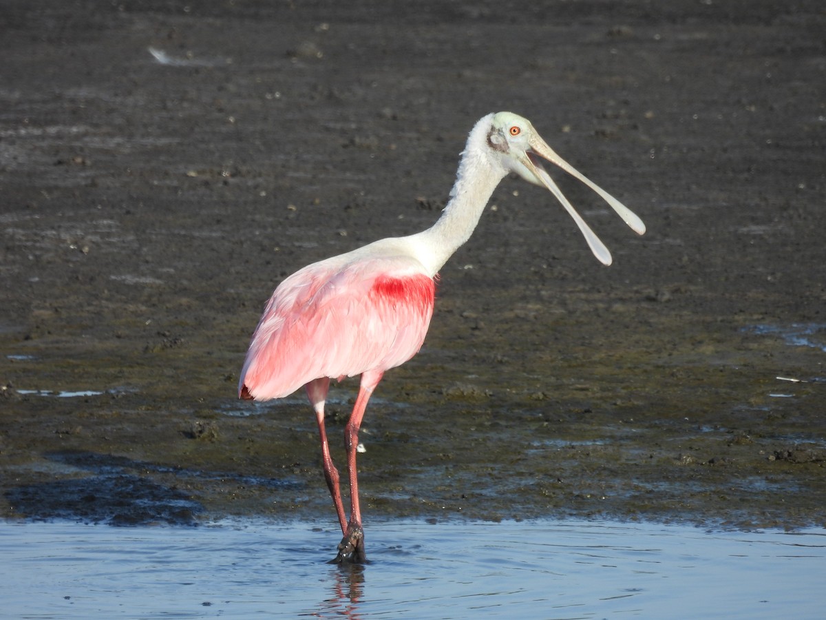 Roseate Spoonbill - ML644432475