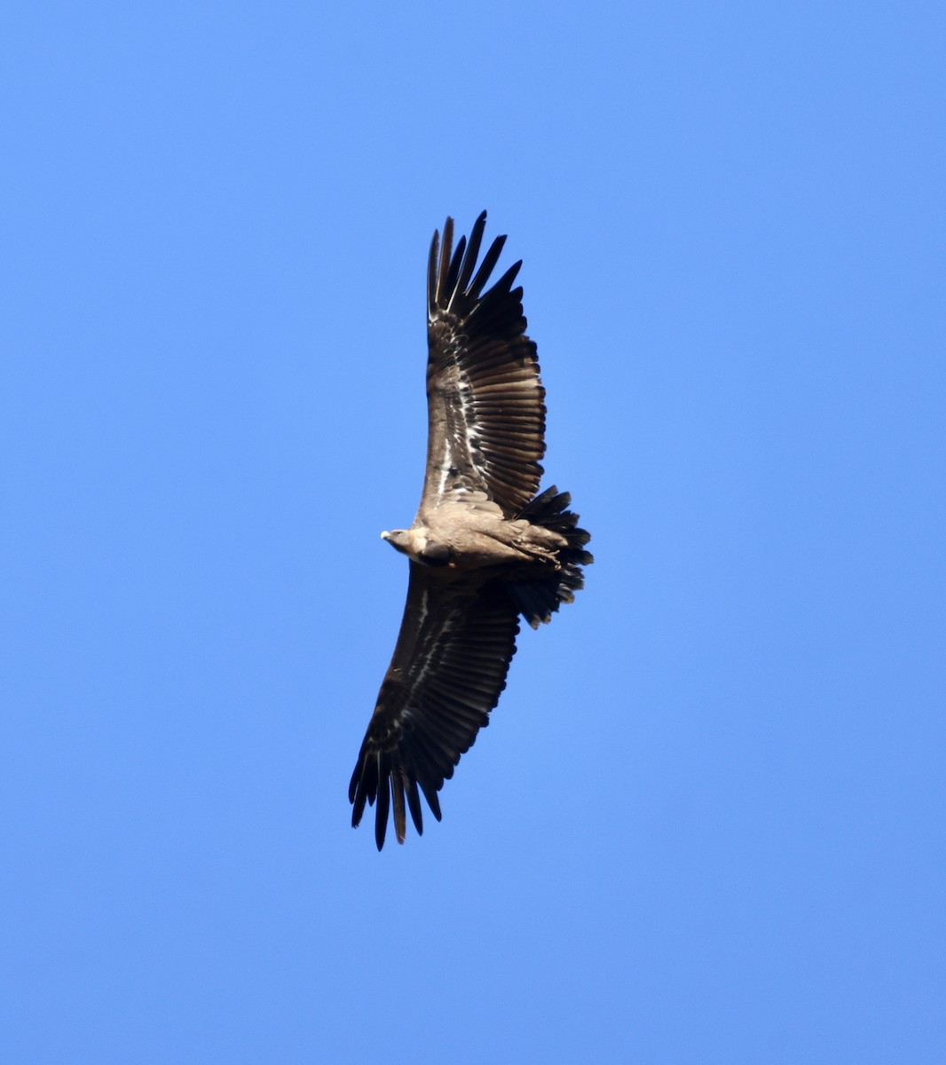 Kızıl Akbaba - ML644432477