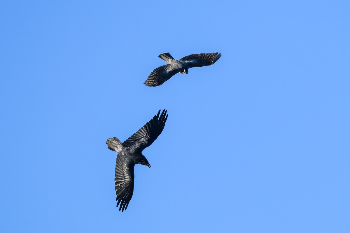 Aztore iparramerikarra - ML644432480