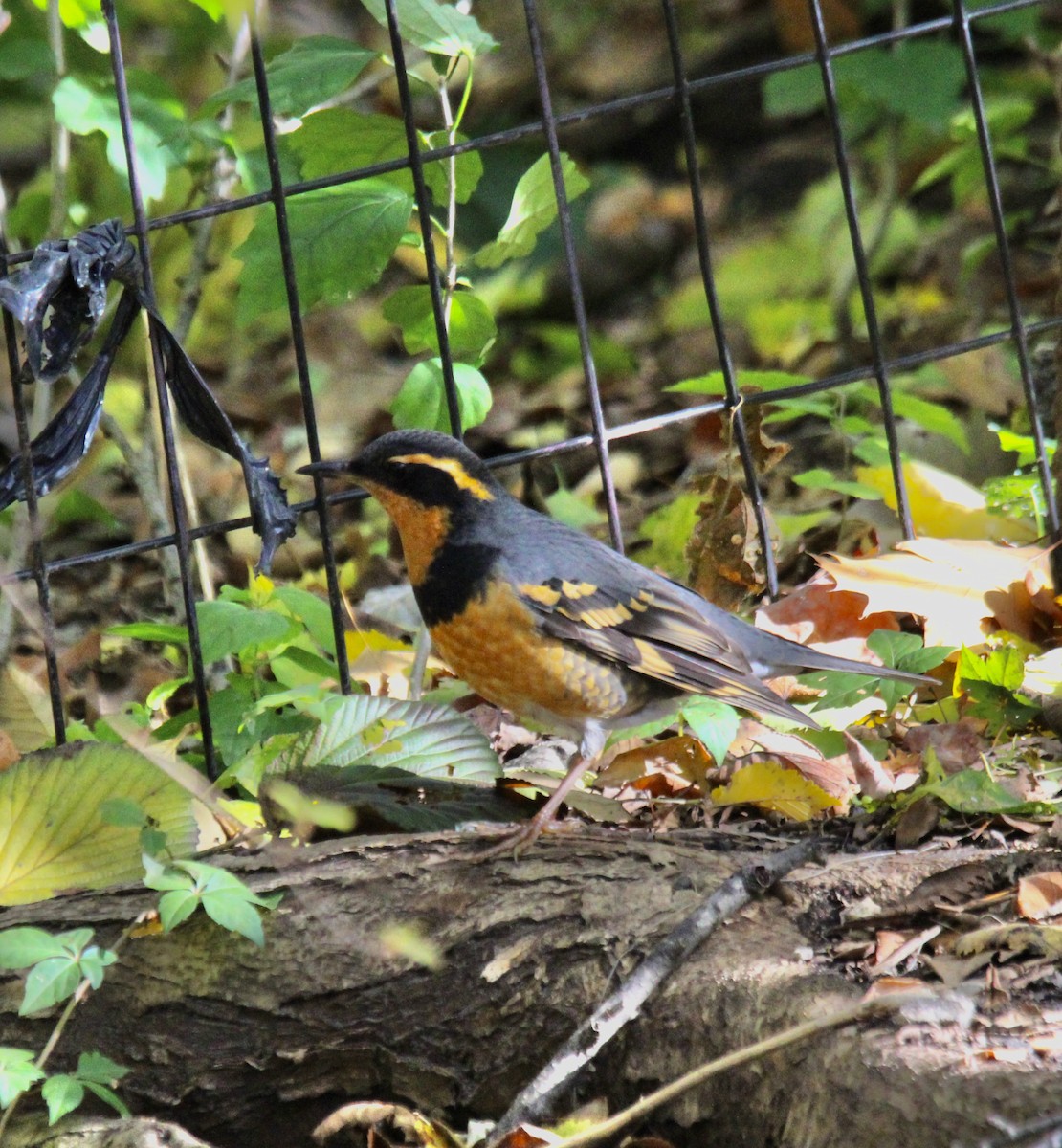 Varied Thrush - ML644432484