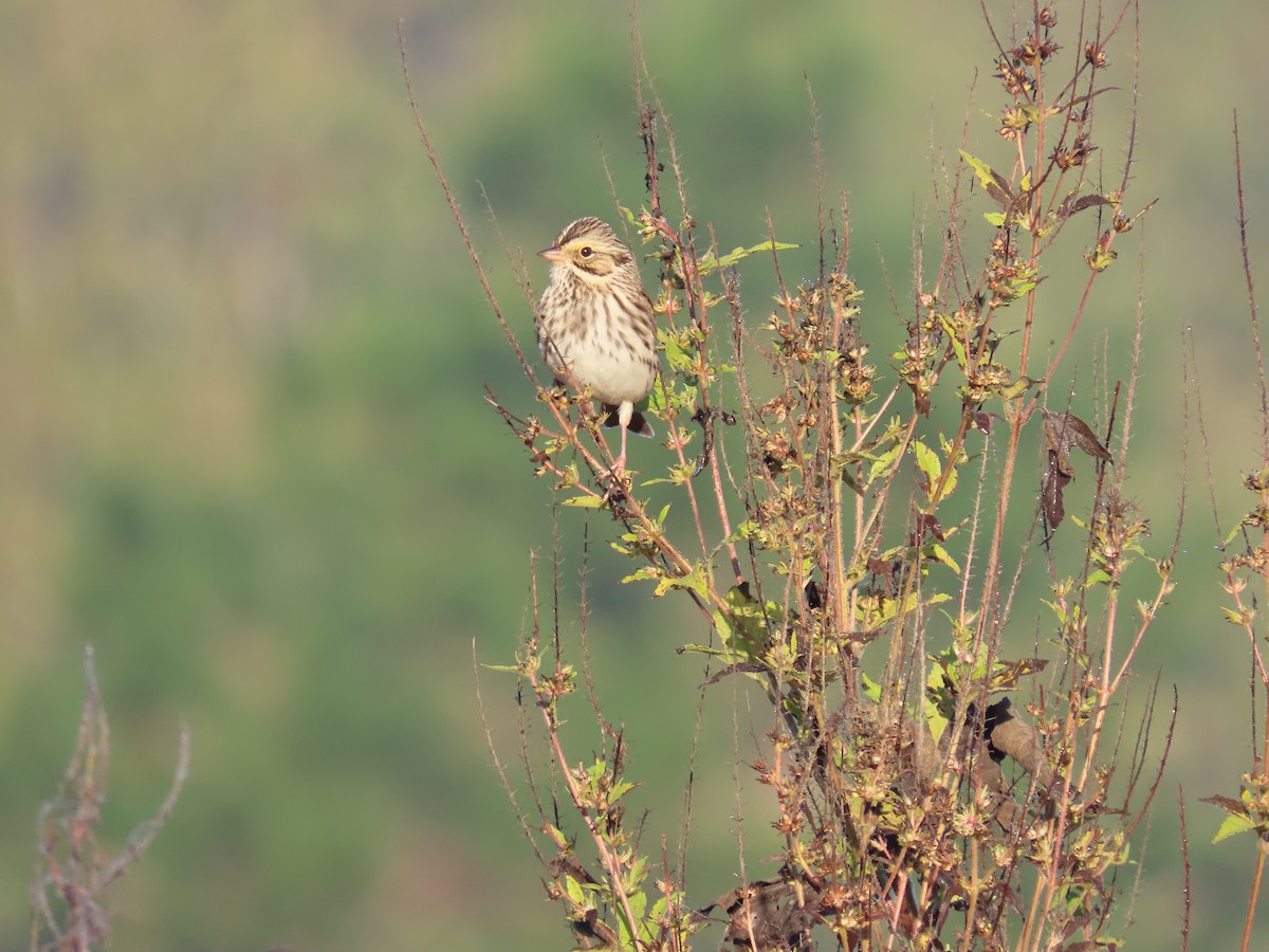 Savannah Sparrow - ML644432491