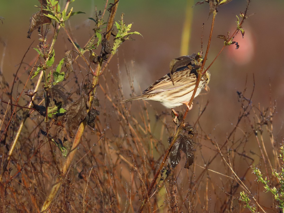 Savannah Sparrow - ML644432492