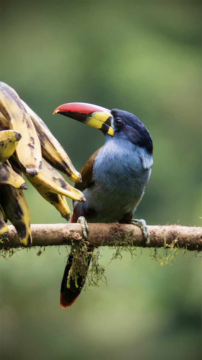 Toucan bleu - ML644432499