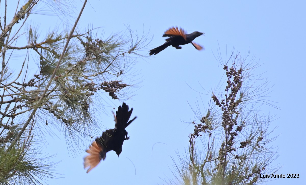 Red-winged Starling - ML644432507