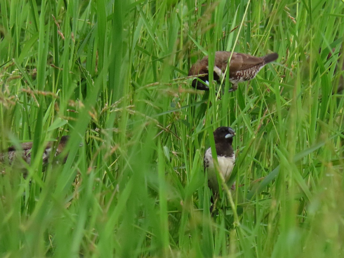 Bronze Mannikin - ML644432513