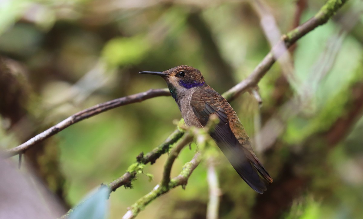 Brown Violetear - ML644432516