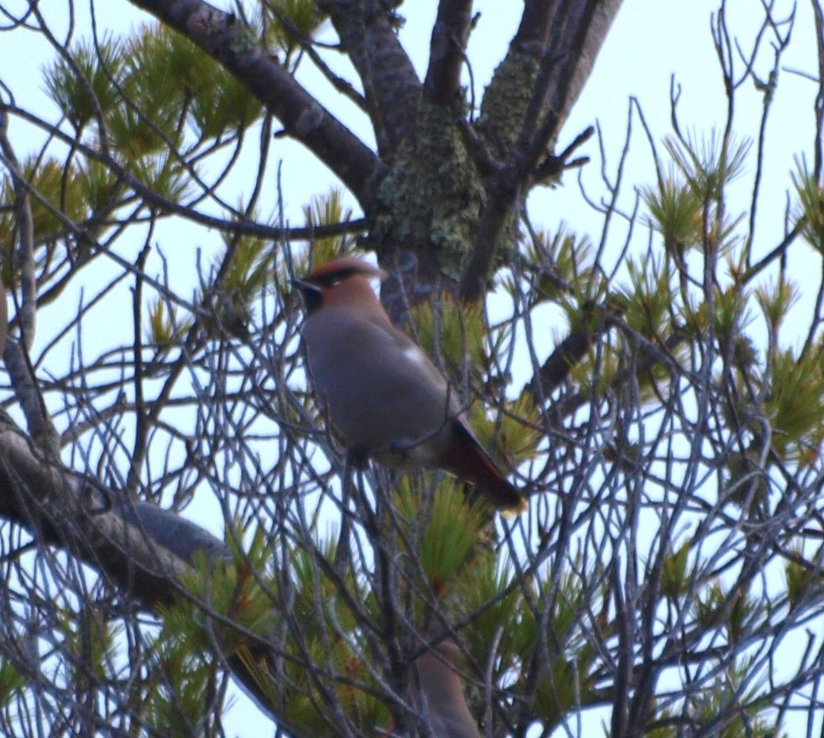 黃連雀 - ML644432517