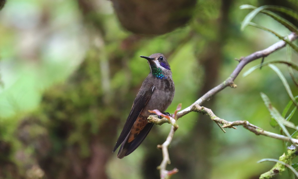 Brown Violetear - ML644432527