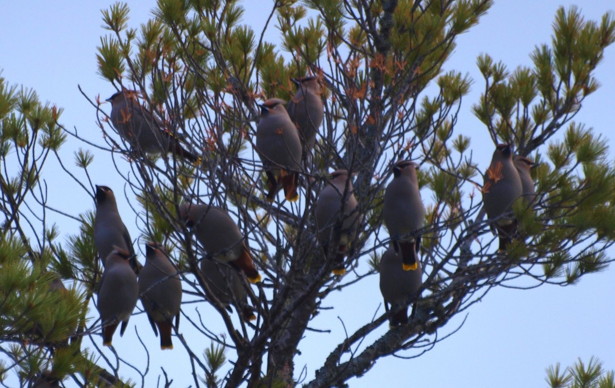 黃連雀 - ML644432528