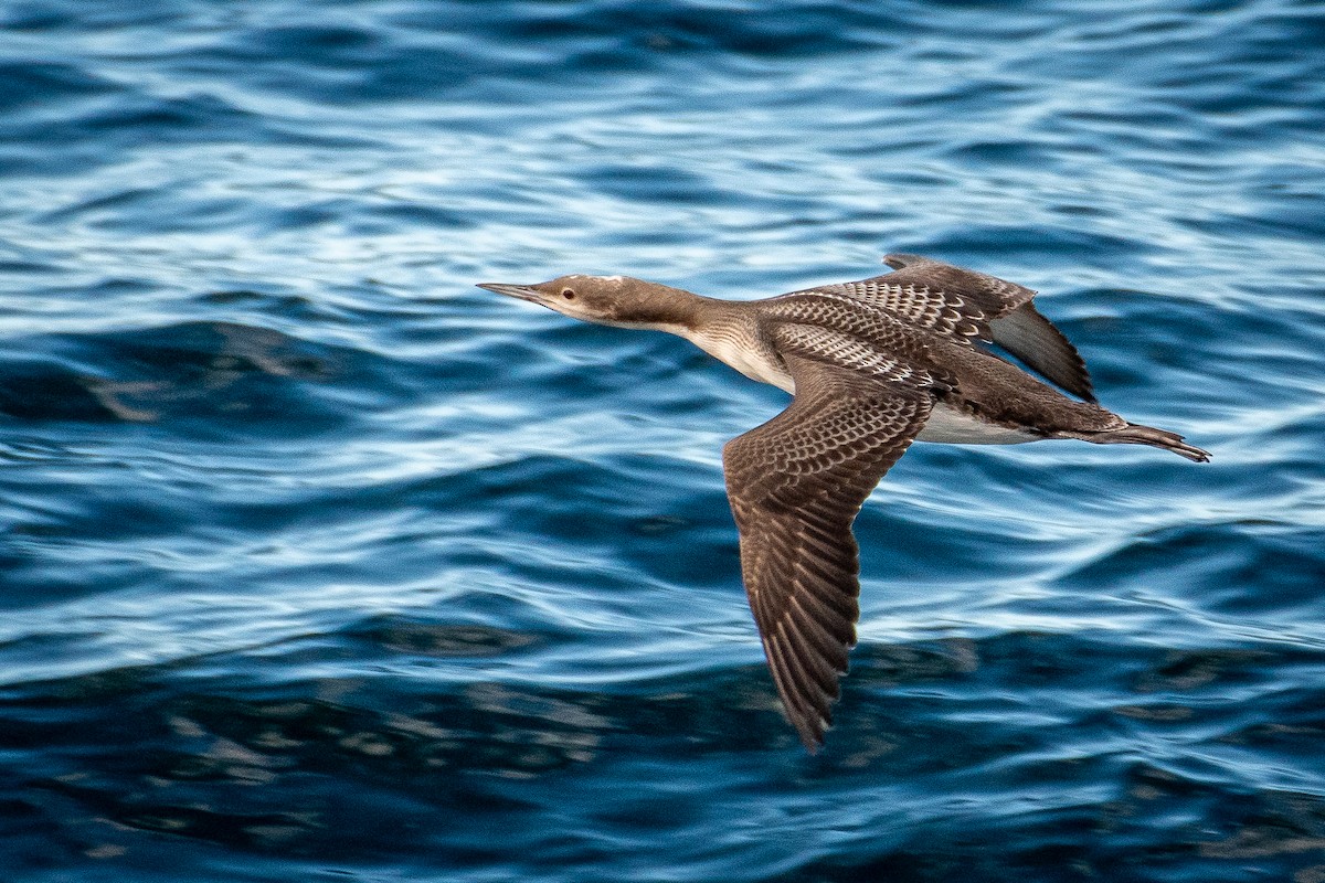 Pacific Loon - ML644432530