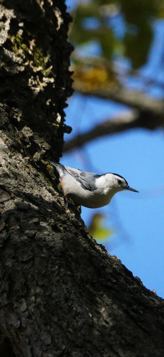 White-breasted Nuthatch - ML644432531