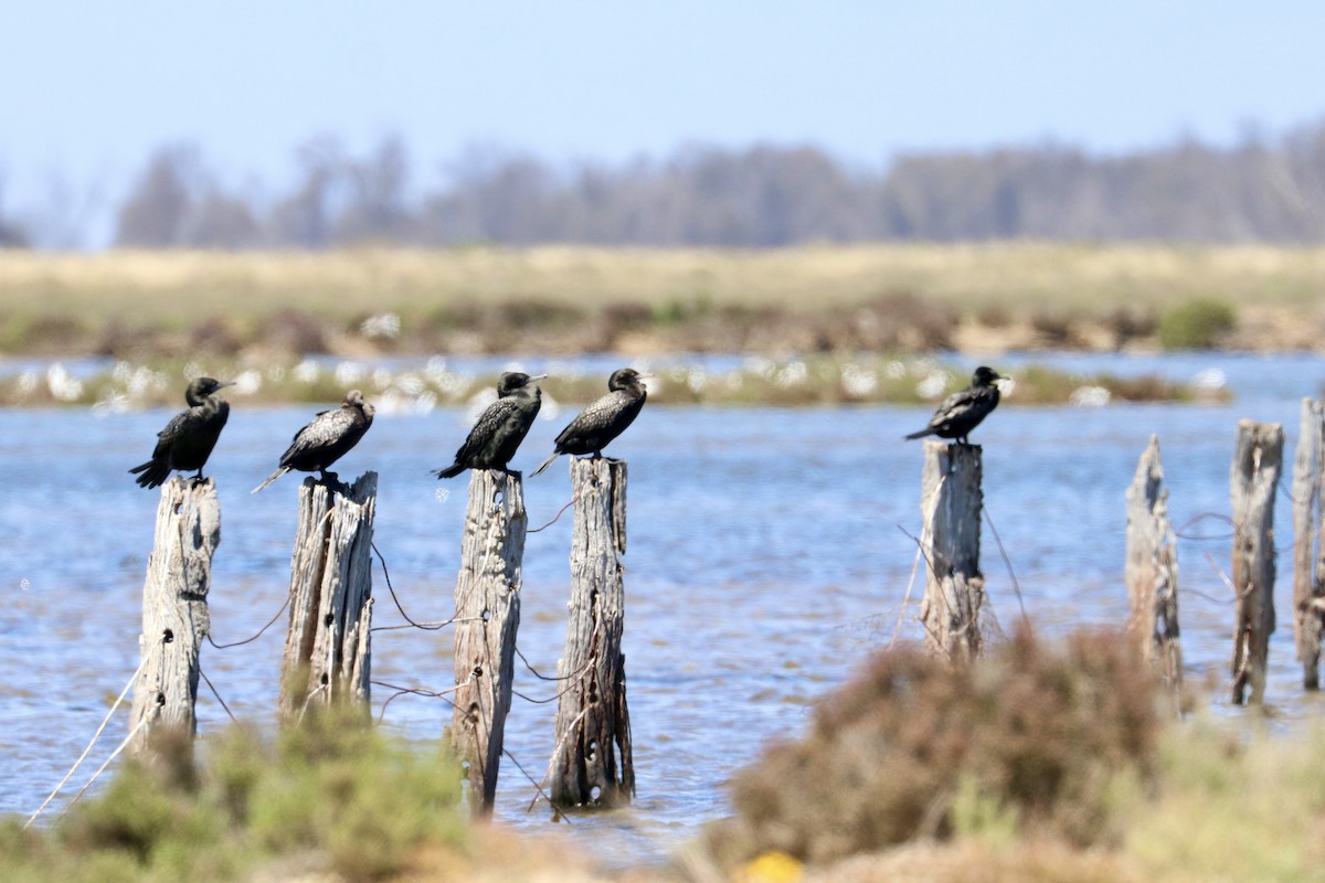 lagfiskeskarv - ML644432548