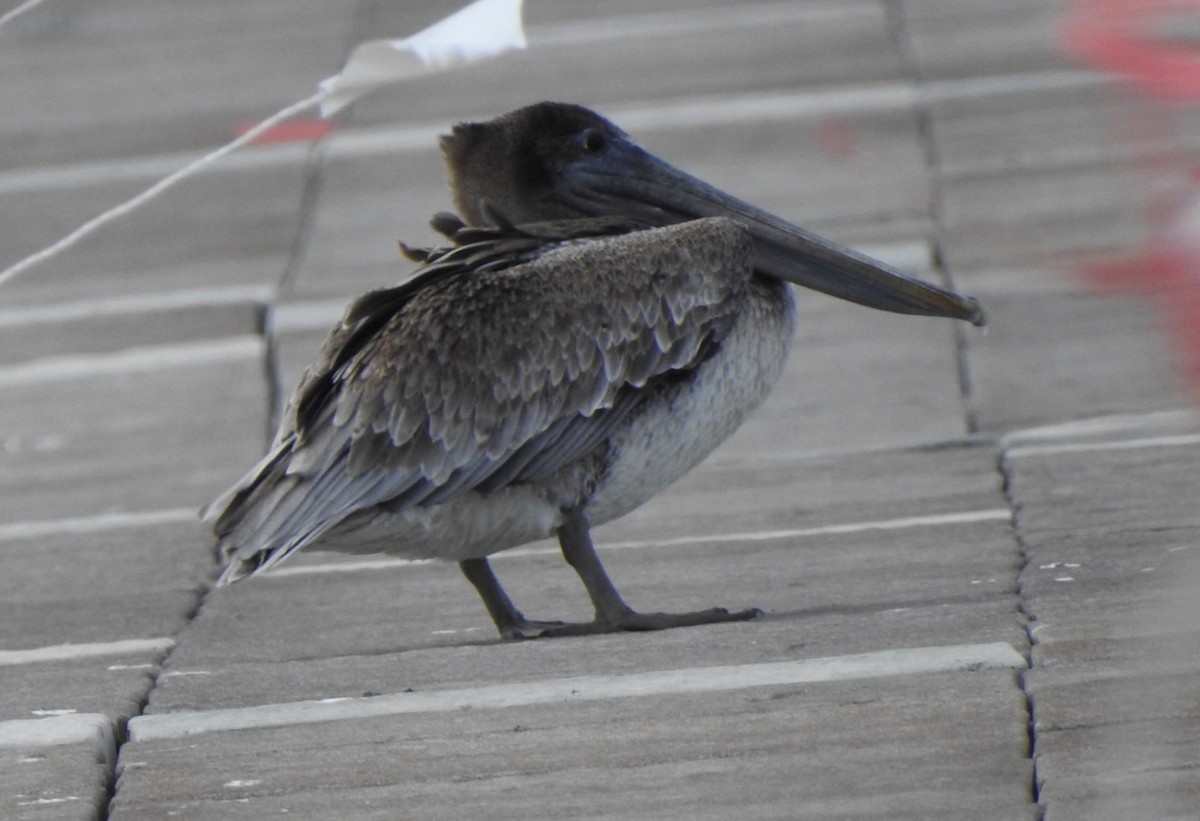 Brown Pelican - ML644432549