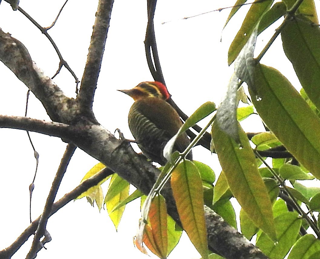 White-browed Woodpecker - ML644432559