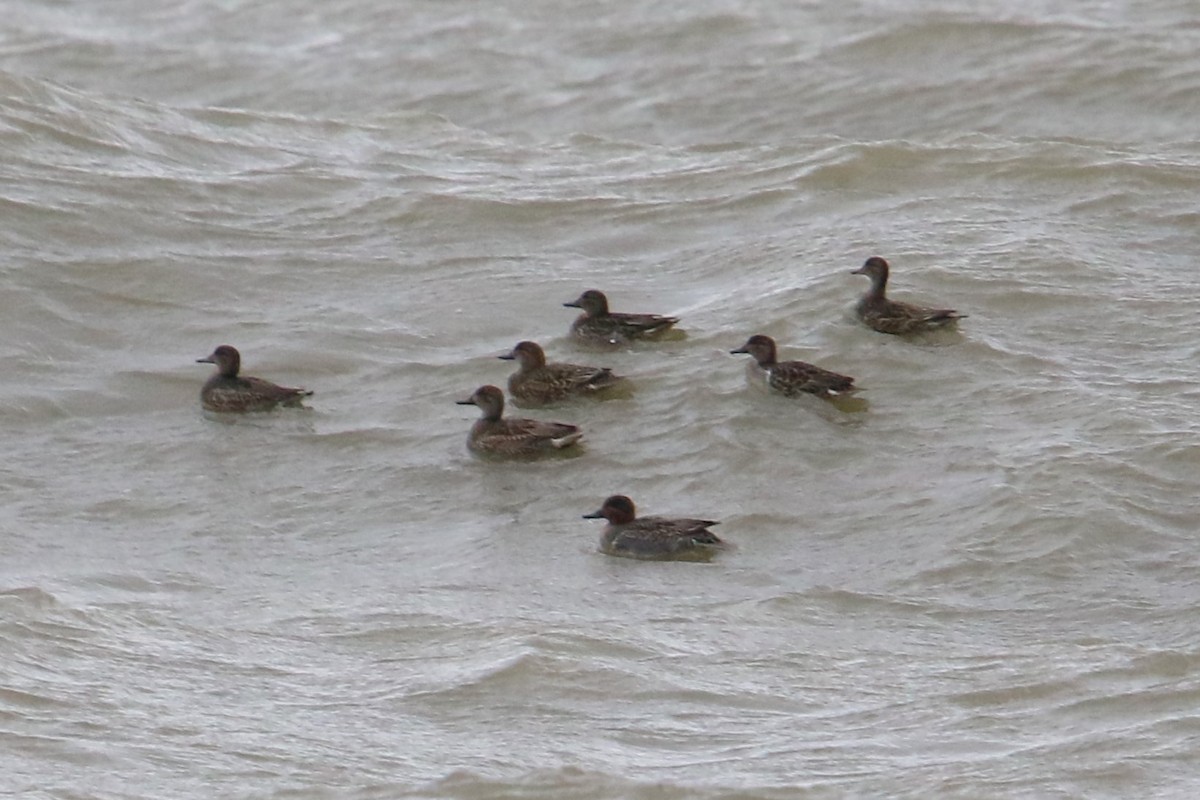 Ногоохон нугас - ML644432565