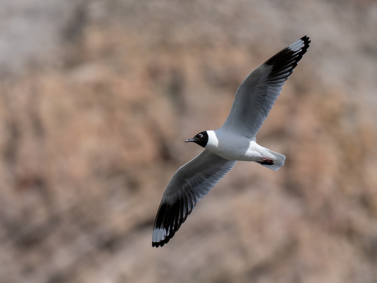 Andean Gull - ML644432582