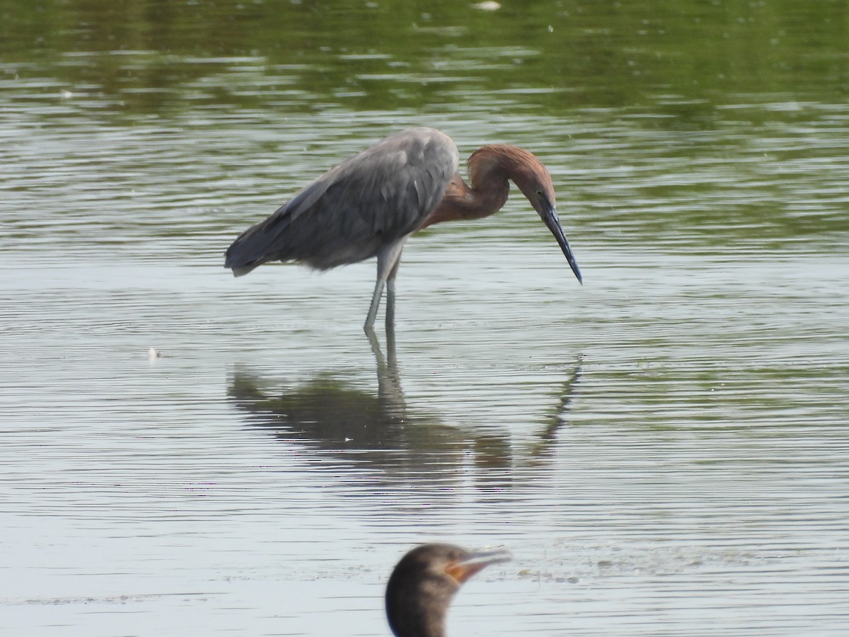 Reddish Egret - ML644432583