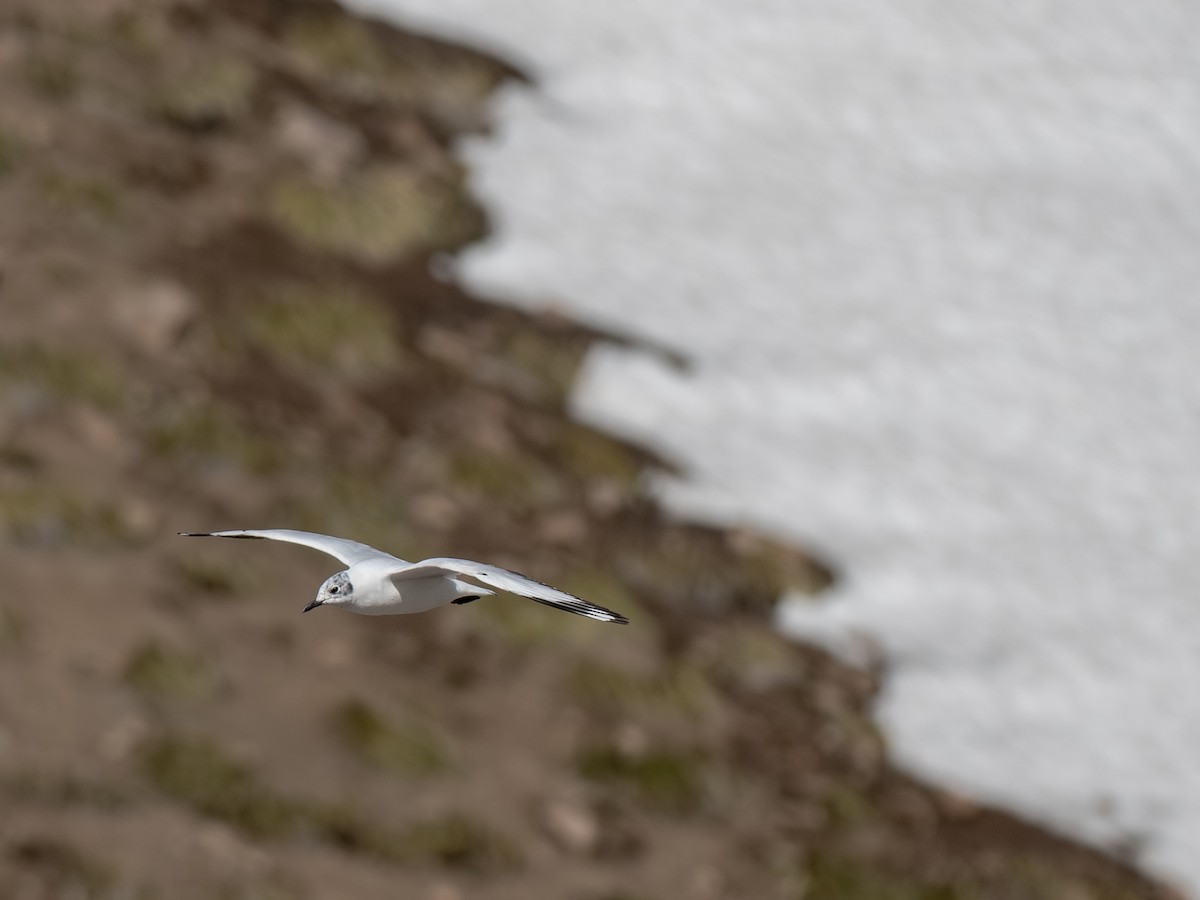 Andean Gull - ML644432584