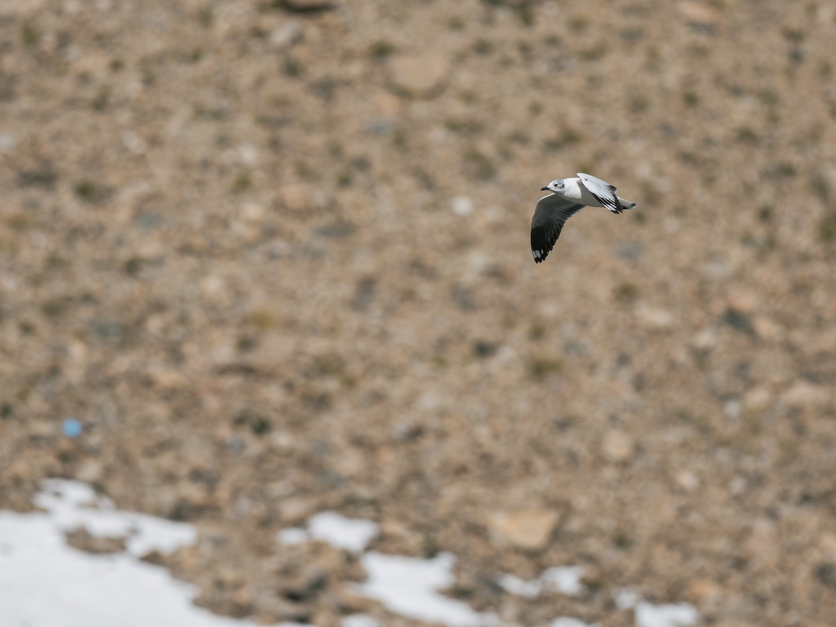 Andean Gull - ML644432586