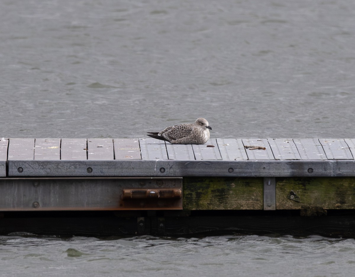 Lesser Black-backed Gull - ML644432588
