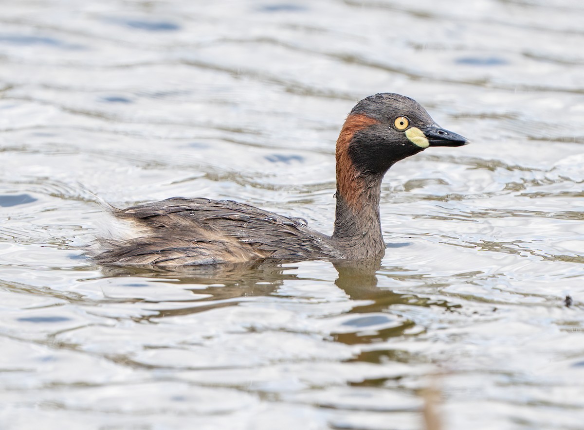 Australasian Grebe - ML644432599