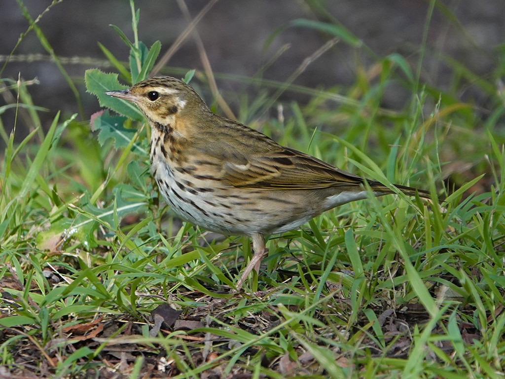 Olive-backed Pipit - ML644432612