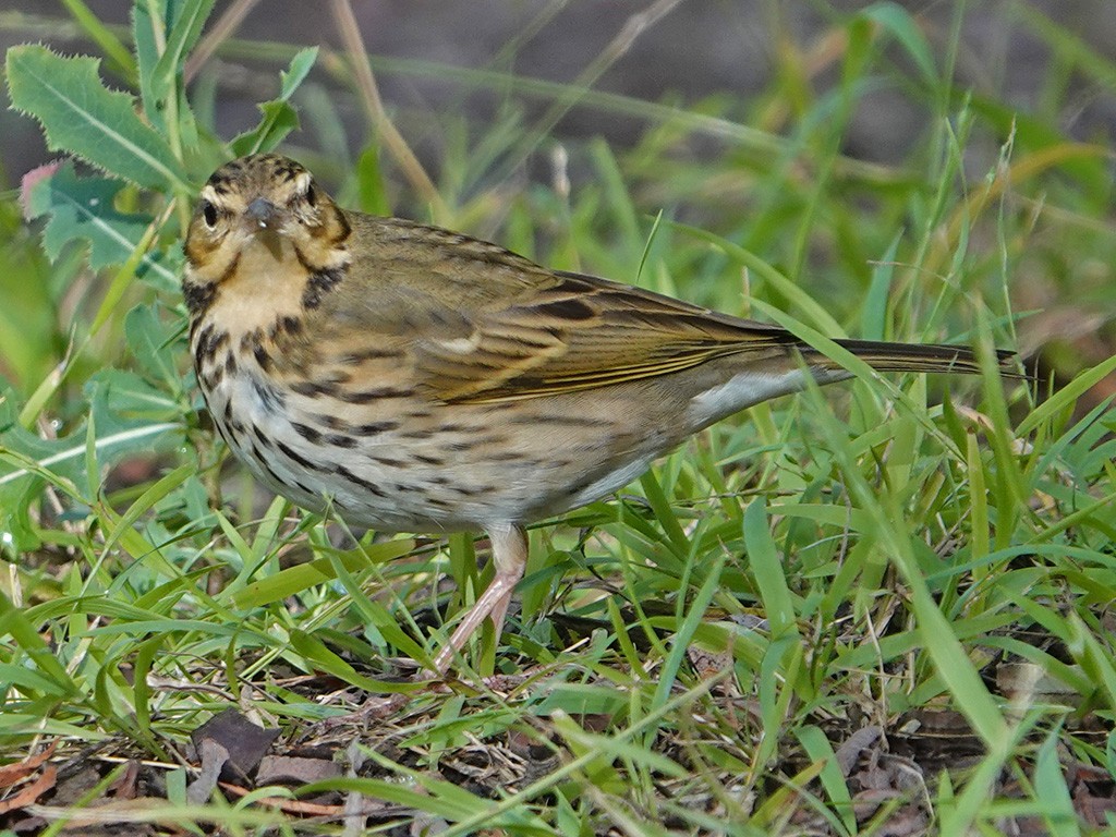 Olive-backed Pipit - ML644432613