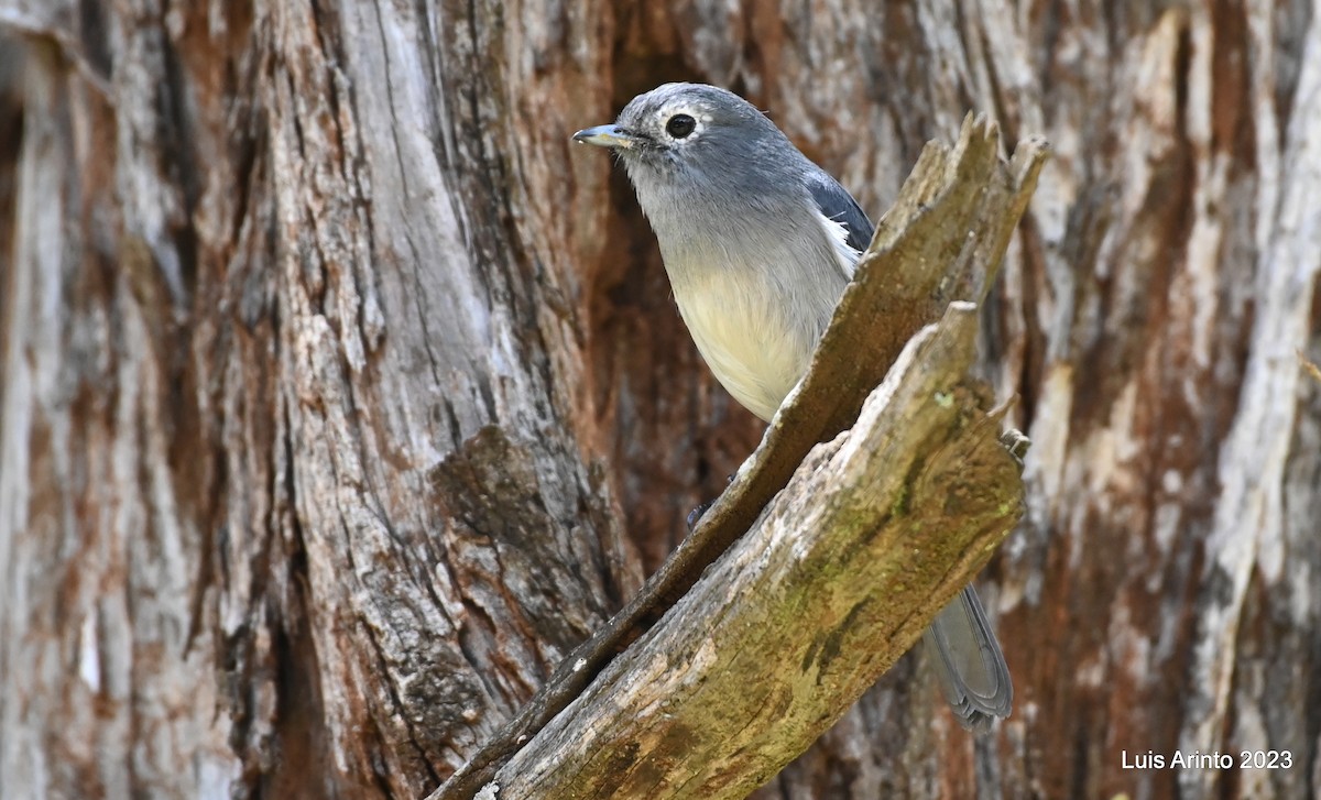 White-eyed Slaty-Flycatcher - ML644432623
