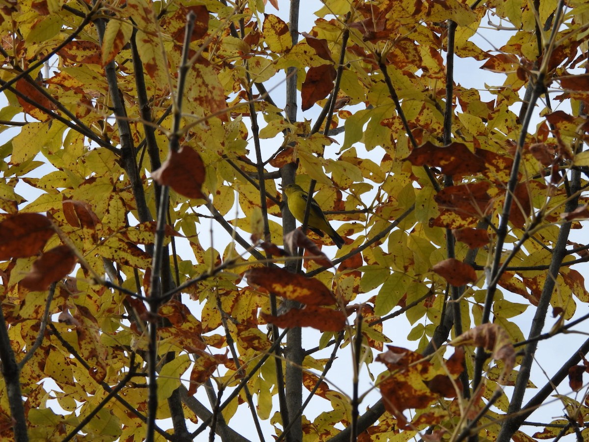 Желтоплечая пиранга - ML644432624