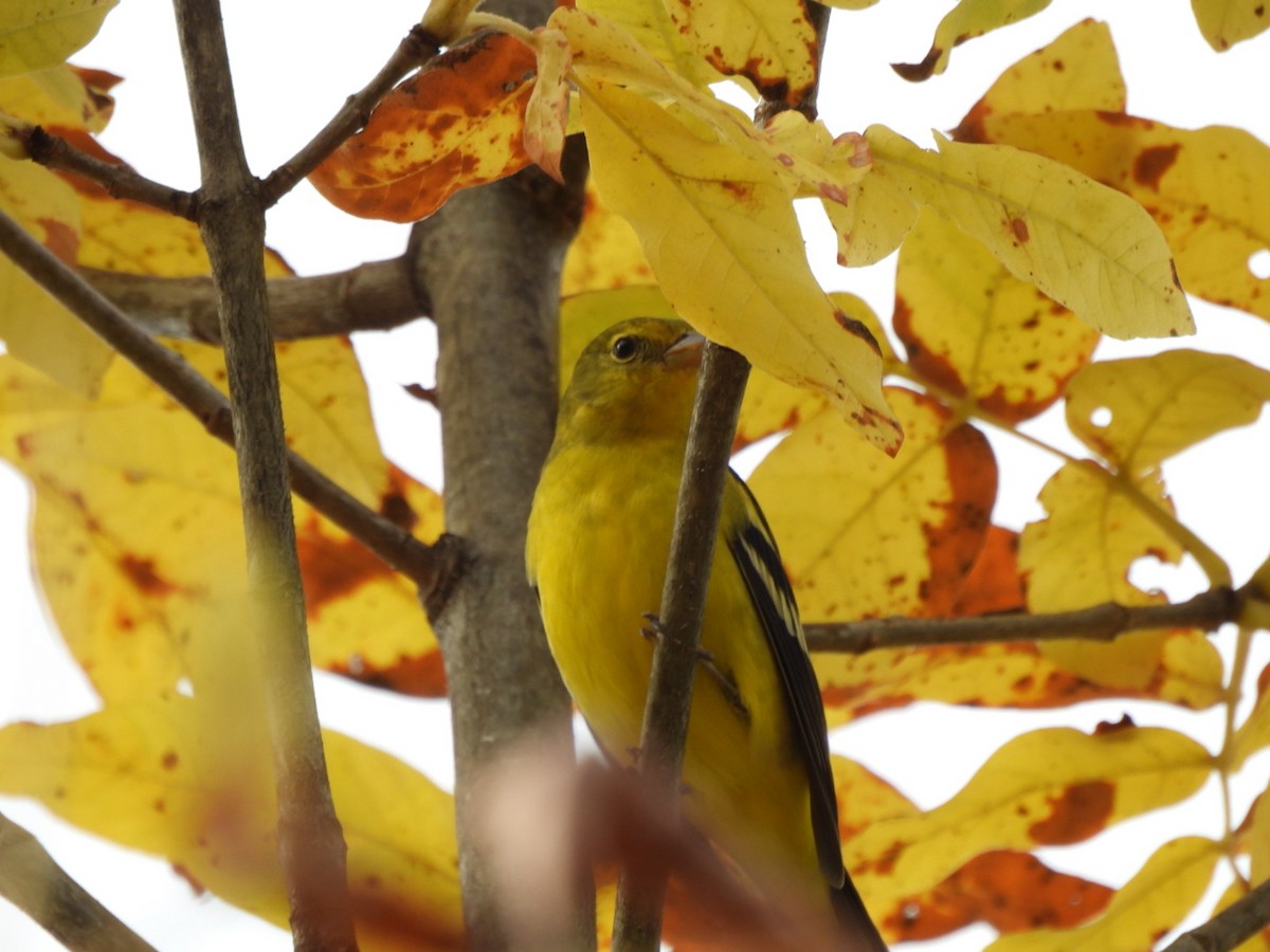 Желтоплечая пиранга - ML644432625