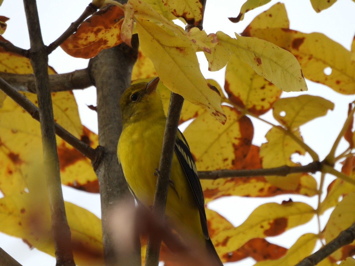 Желтоплечая пиранга - ML644432626