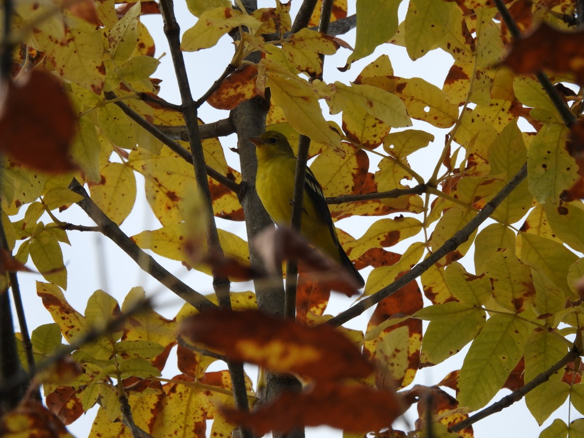 Желтоплечая пиранга - ML644432627