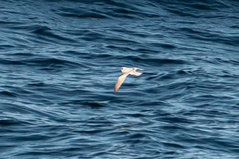 Fork-tailed Storm-Petrel - ML644432636
