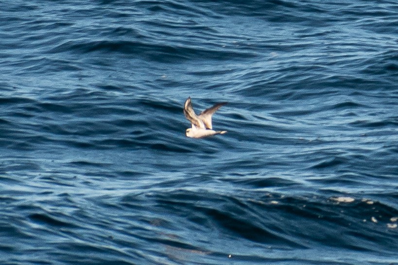 Fork-tailed Storm-Petrel - ML644432637