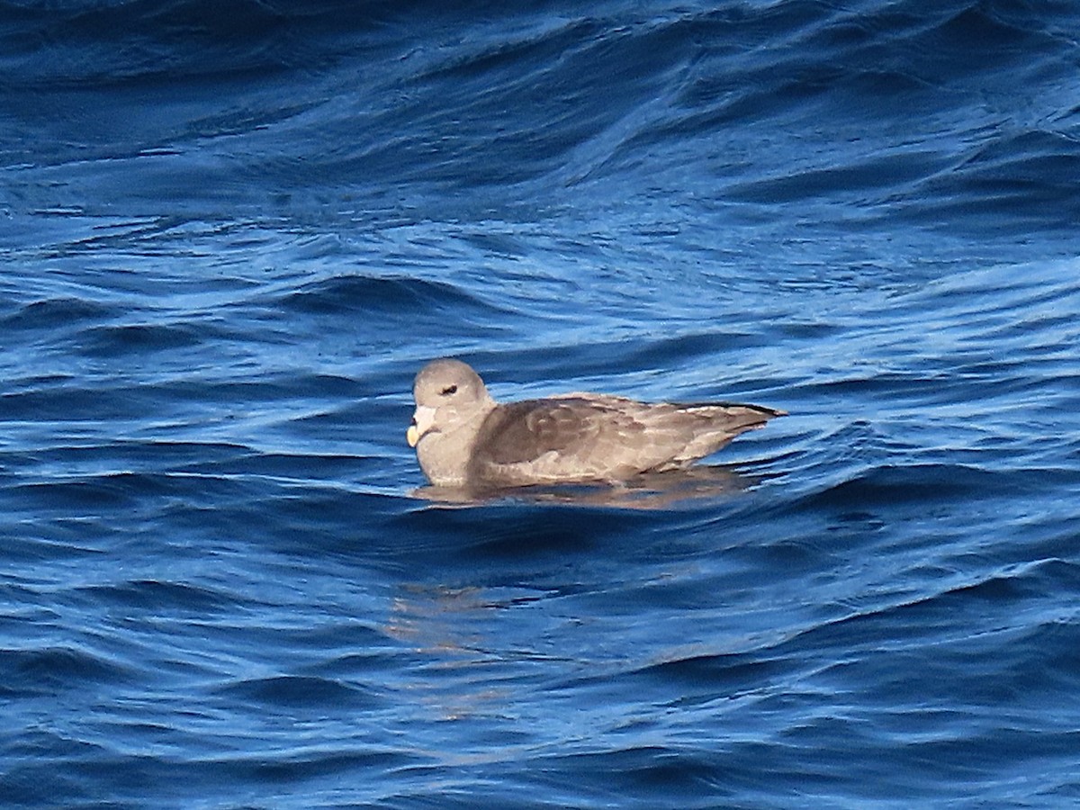 Eissturmvogel - ML644432642