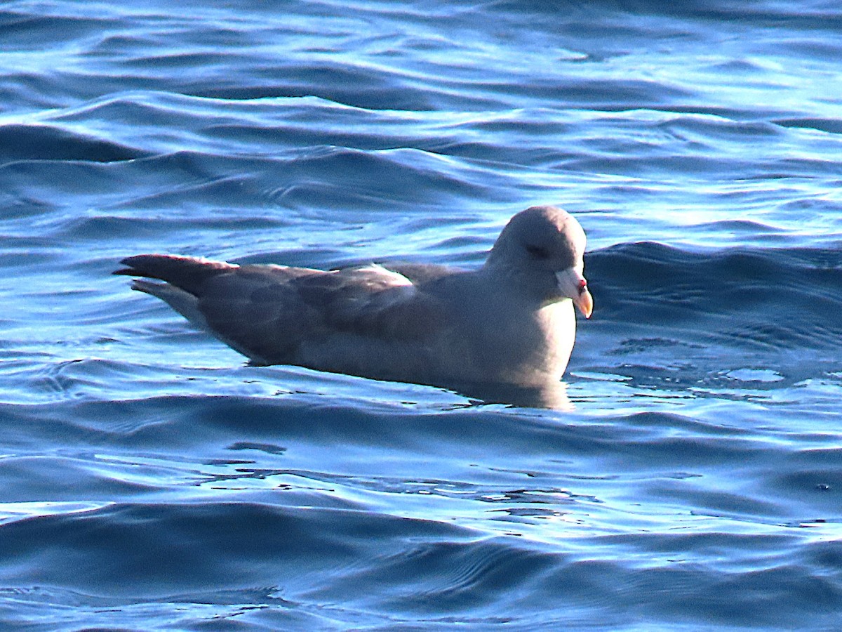 Eissturmvogel - ML644432646